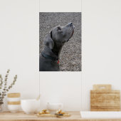 Great Dane Blue Poster (Küche)