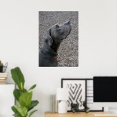 Great Dane Blue Poster (Heimbüro)