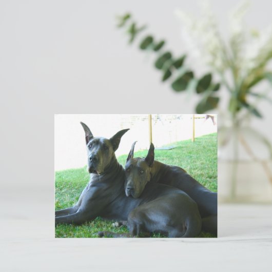 Great Dane Buddies Postkarte (Stehend Vorderseite)