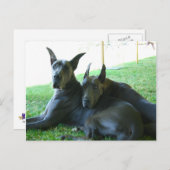 Great Dane Buddies Postkarte (Vorne/Hinten)