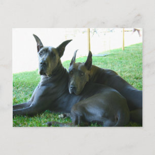 Great Dane Buddies Postkarte