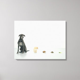 Great Dane, Cat, Guinea Schwein, Schildkröte und S Leinwanddruck