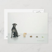 Great Dane, Cat, Guinea Schwein, Schildkröte und S Postkarte (Vorne/Hinten)