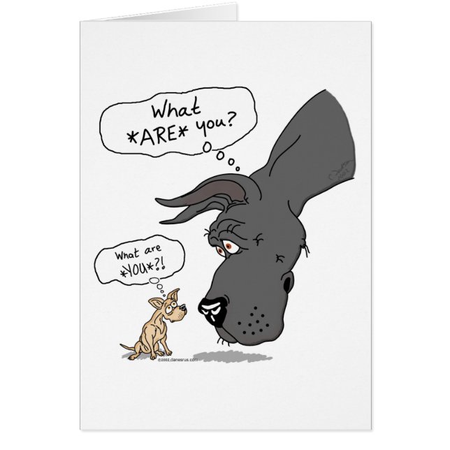 Great Dane & Chihuahua Black (Vorne)