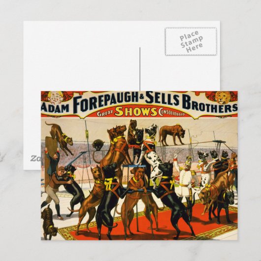 Great Dane Circus Show Postkarte (Vorne/Hinten)