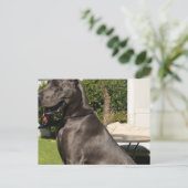 Great Dane Dog Postcard Postkarte (Stehend Vorderseite)