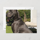 Great Dane Dog Postcard Postkarte (Vorne/Hinten)