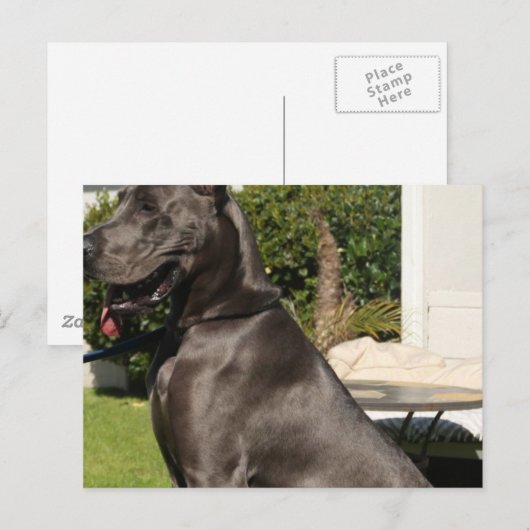 Great Dane Dog Postcard Postkarte (Vorne/Hinten)