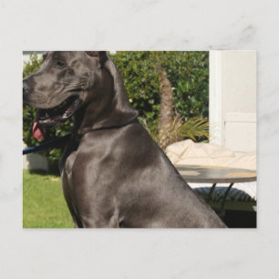Great Dane Dog Postcard Postkarte