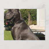 Great Dane Dog Postcard Postkarte (Vorderseite)