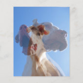 Great Dane Dog Trainer Flyer (Hinten)