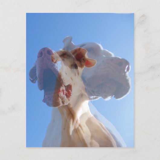 Great Dane Dog Trainer Flyer (Hinten)