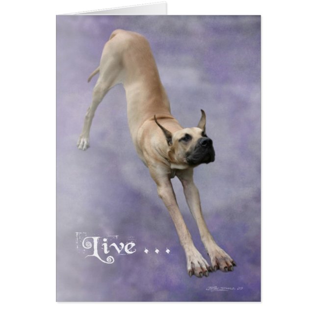 Great Dane 'Duke' (Vorne)