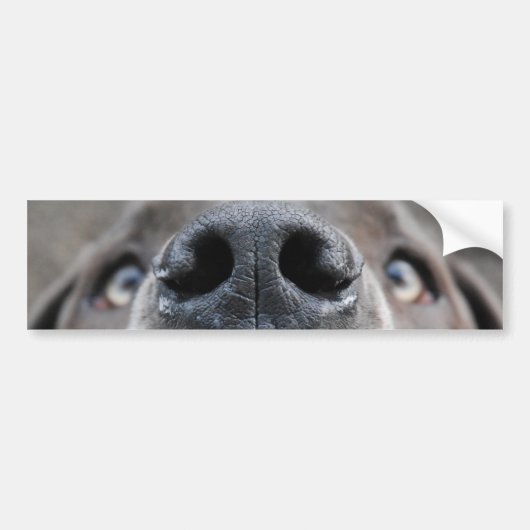 Great Dane Face Nose Autoaufkleber (Vorne)