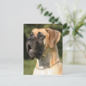 Great Dane - fade / Deutsche Dogge - gelb Postkarte (Stehend Vorderseite)