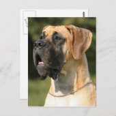 Great Dane - fade / Deutsche Dogge - gelb Postkarte (Vorne/Hinten)
