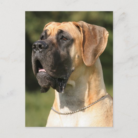 Great Dane - fade / Deutsche Dogge - gelb Postkarte (Vorderseite)