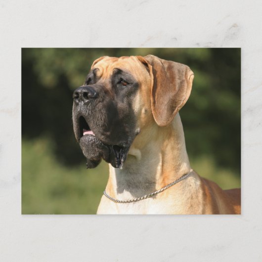 Great Dane - fade / Deutsche Dogge - gelb Postkarte (Vorderseite)