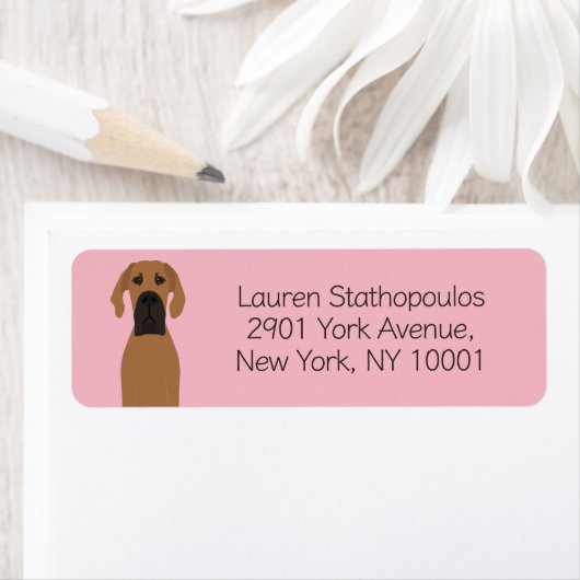 Great Dane Fawn Dog (Insitu)