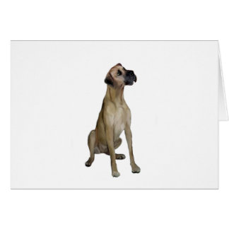 Great Dane - FawnSit - natürliche Ohren