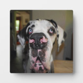 Great Dane Foto Plaque Fotoplatte (Vorderseite)