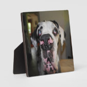 Great Dane Foto Plaque Fotoplatte (Vorderseite)