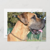 Great Dane Foto Postcard Postkarte (Vorne/Hinten)