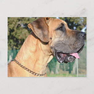 Great Dane Foto Postcard Postkarte