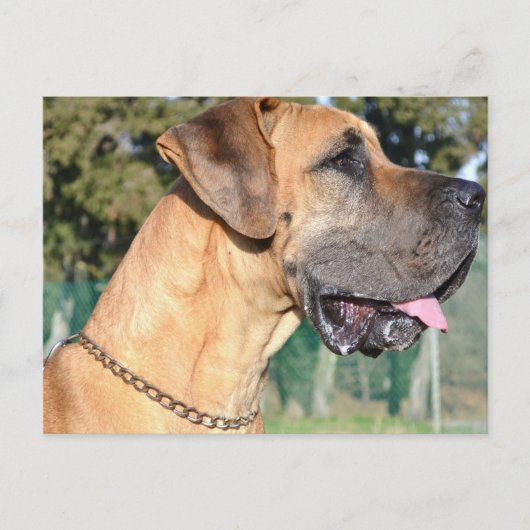 Great Dane Foto Postcard Postkarte (Vorderseite)