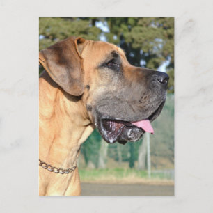 Great Dane Foto Postcard Postkarte