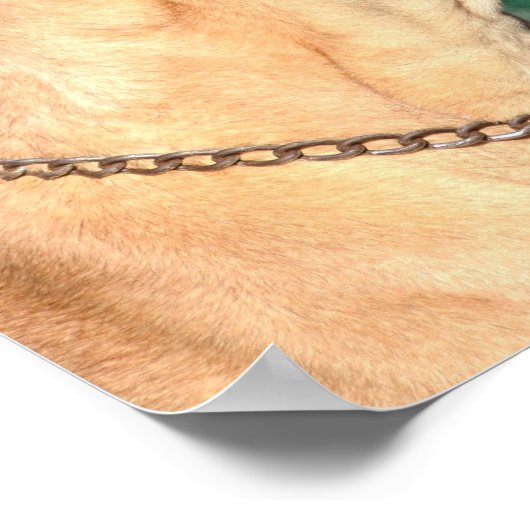 Great Dane Foto Poster (Ecke)