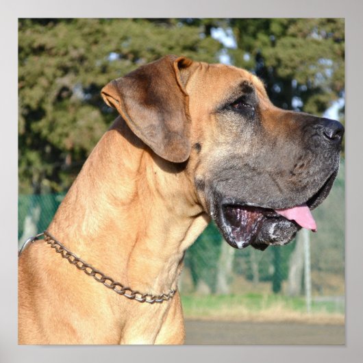 Great Dane Foto Poster (Vorne)