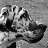 GREAT DANE FOTODRUCK