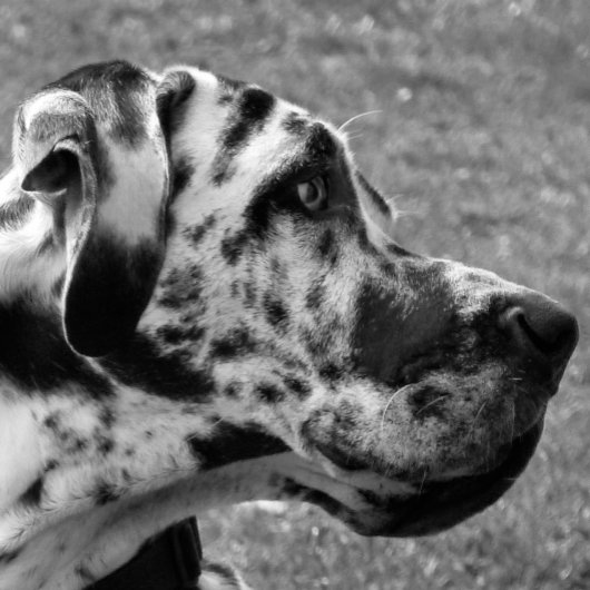 GREAT DANE FOTODRUCK