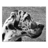 GREAT DANE FOTODRUCK (Vorne)