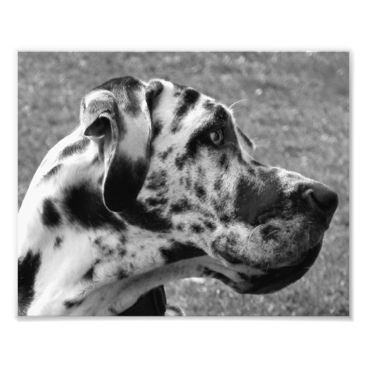 GREAT DANE FOTODRUCK (Vorne)