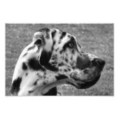 GREAT DANE FOTODRUCK (Vorne)