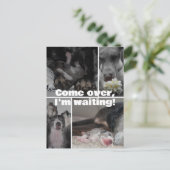 Great Dane Fotografie Postkarte (Stehend Vorderseite)