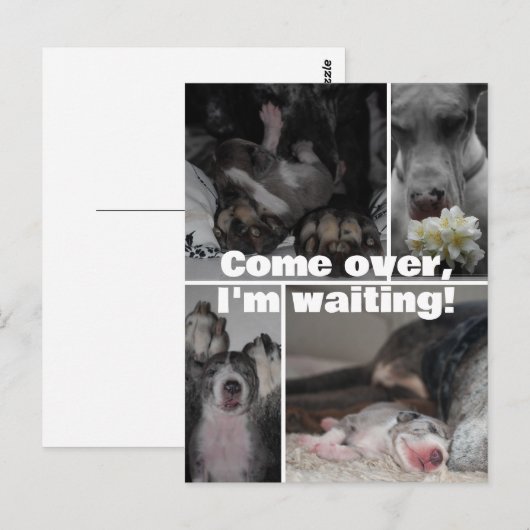 Great Dane Fotografie Postkarte (Vorne/Hinten)