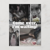 Great Dane Fotografie Postkarte (Vorderseite)