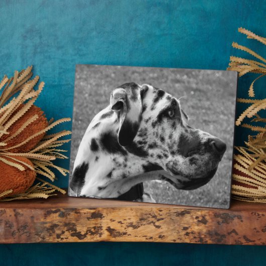 GREAT DANE FOTOPLATTE (Seite)