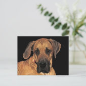 Great Dane Gentle Giant Postcard Postkarte (Stehend Vorderseite)