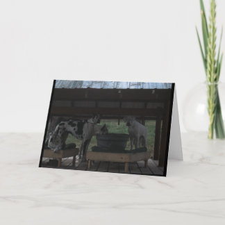 Great Dane Halloween Card Karte