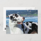 Great Dane - Harlequin - Bogey Postkarte (Vorne/Hinten)