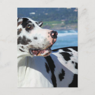 Great Dane - Harlequin - Bogey Postkarte
