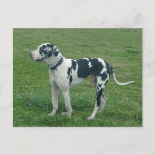 Great Dane Harlequin "Cash" Postkarte