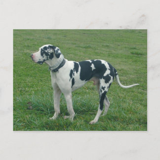 Great Dane Harlequin "Cash" Postkarte
