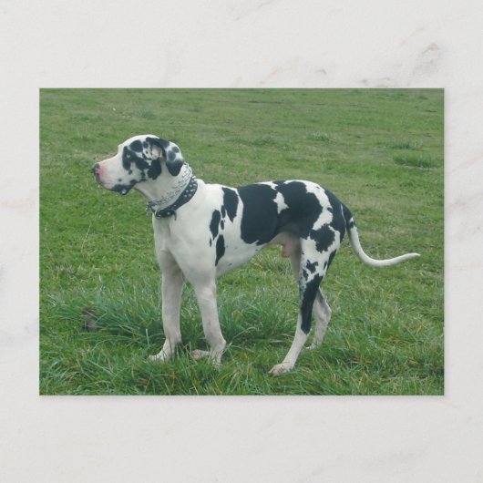 Great Dane Harlequin "Cash" Postkarte (Vorderseite)