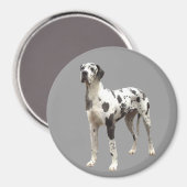 Great Dane Harlequin Magnet (Vorderseite/Rückseite)