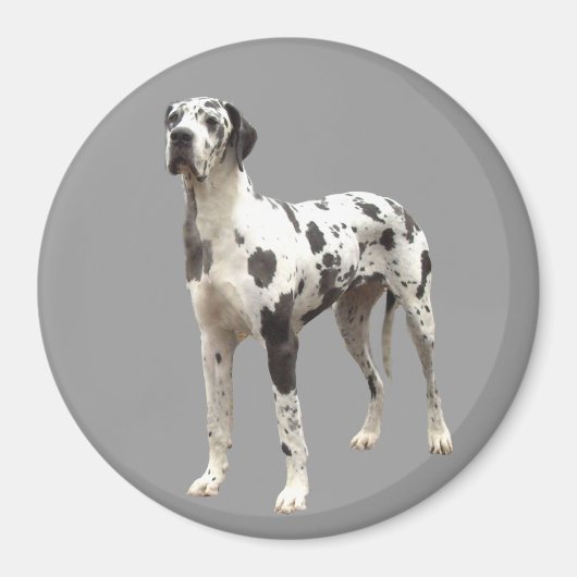 Great Dane Harlequin Magnet (Vorne)